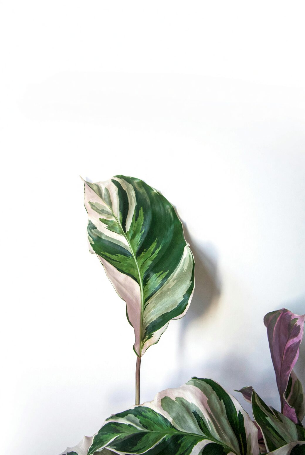 calathea roseopicta pebble tray