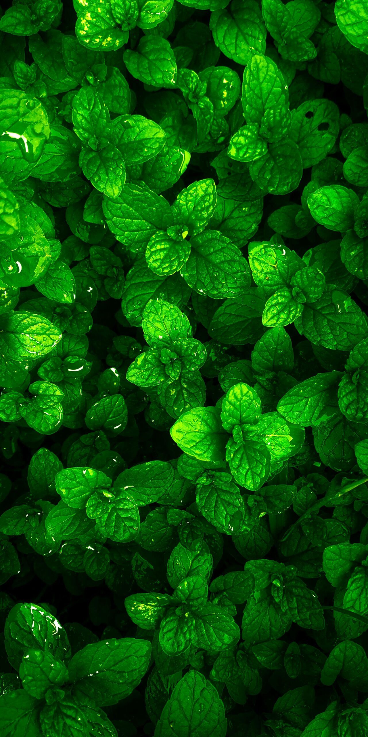spearmint and watermint riverside