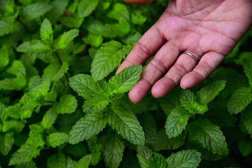 peppermint pruning hands closeup