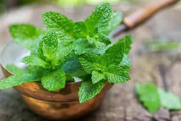 peppermint on Mediterranean table