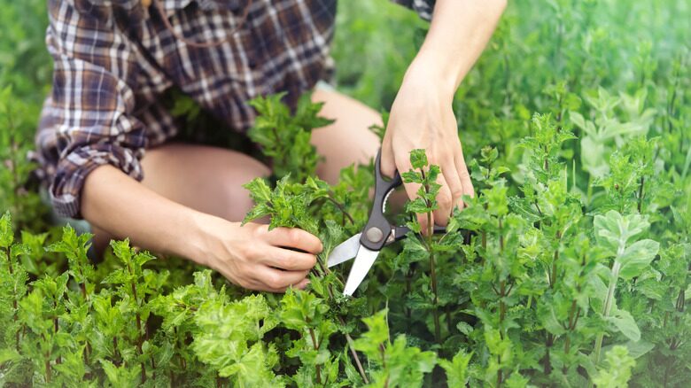 peppermint pruning scissors hands