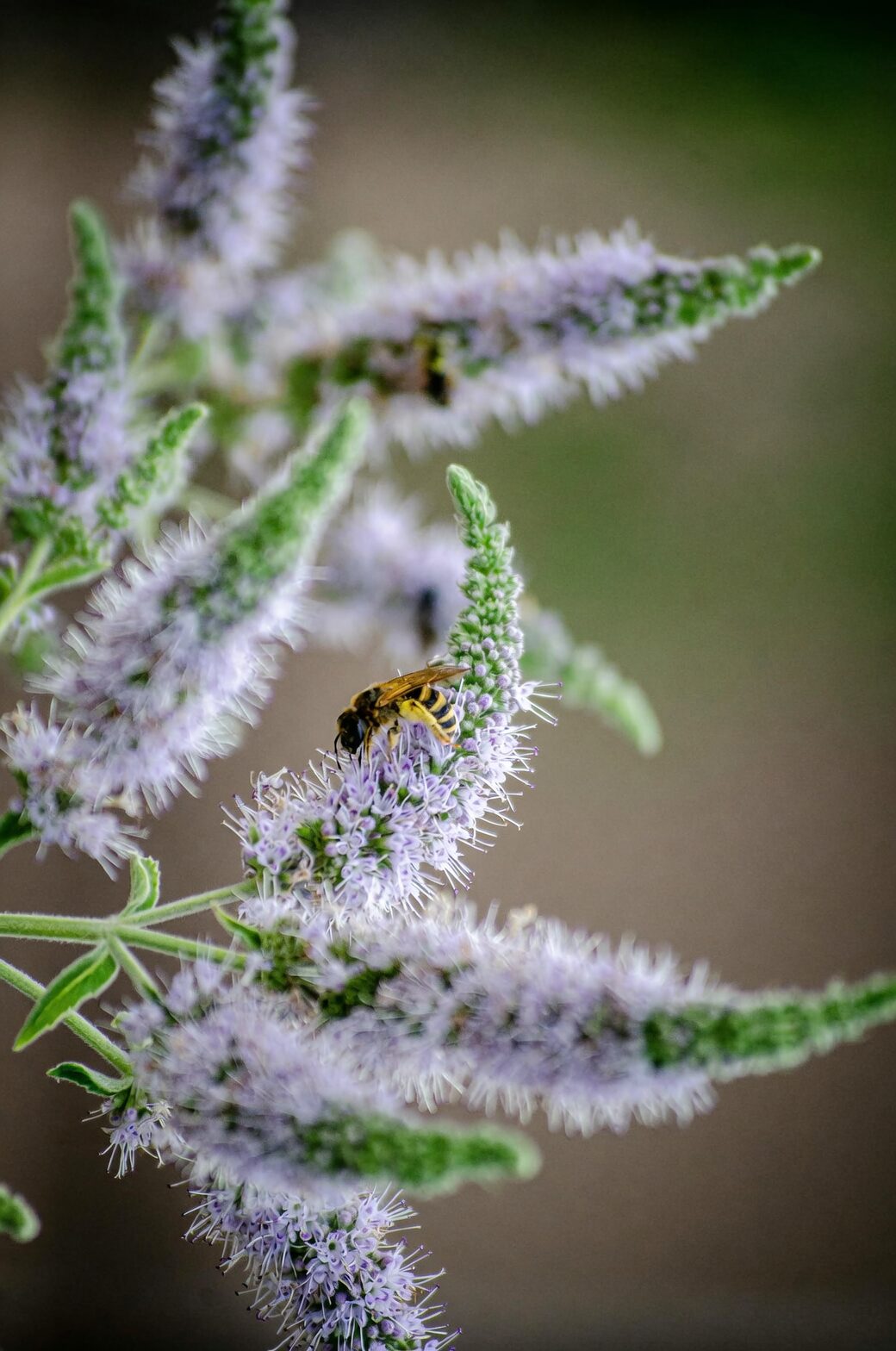 mint flowers attracting hoverfly