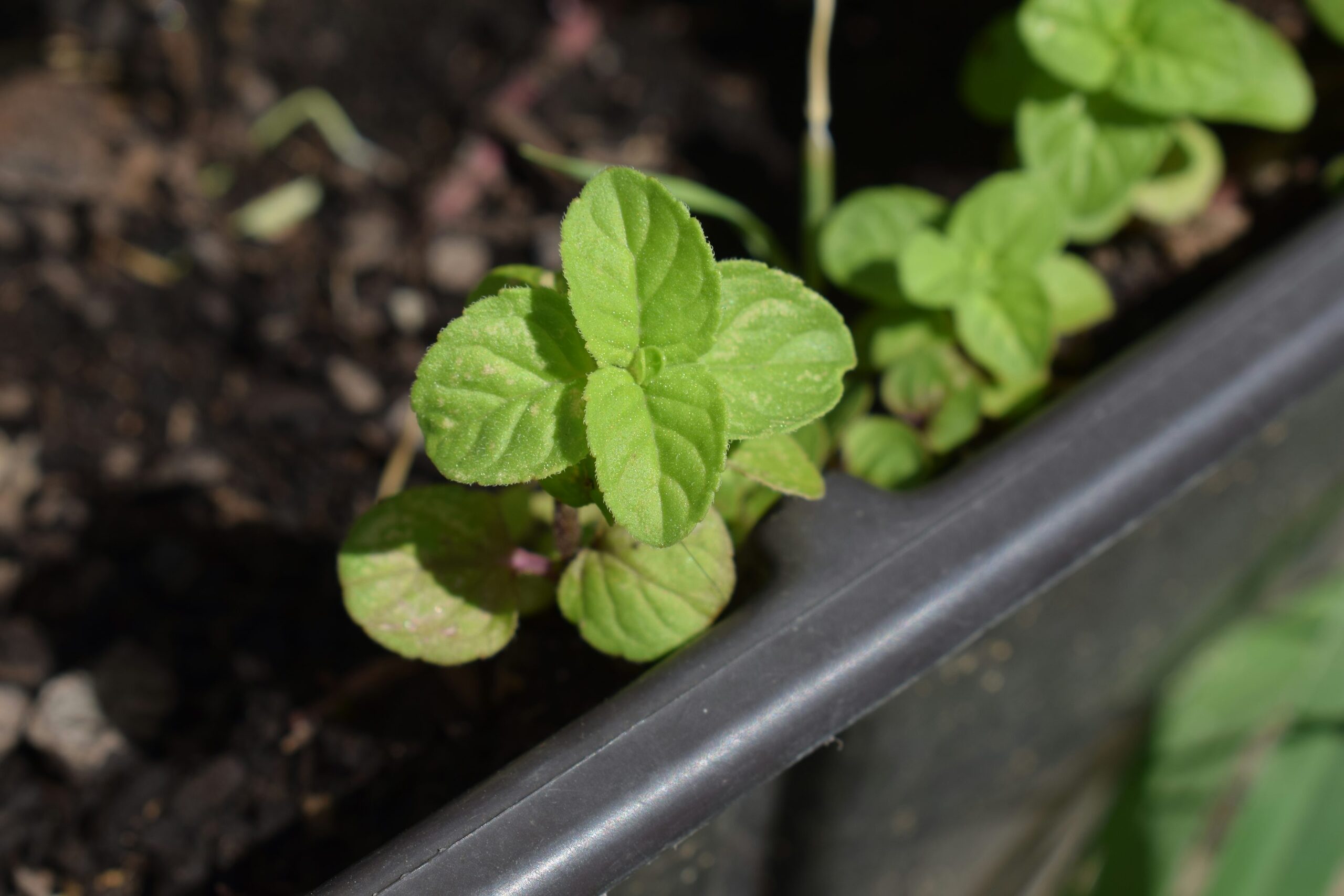 mint in buried pot garden