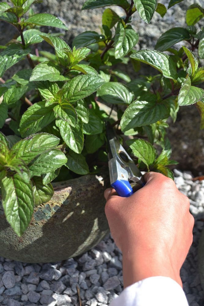 peppermint harvesting with hand pruners