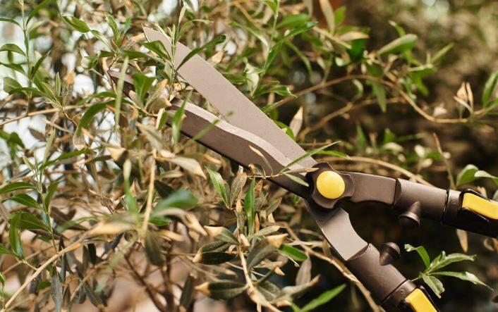 peppermint pruning shears leaving 10 cm