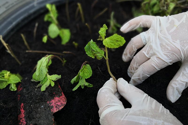 watering peppermint pot