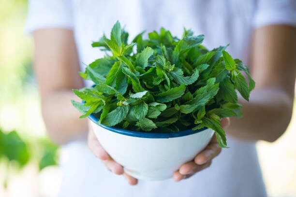 harvesting peppermint with scissors
