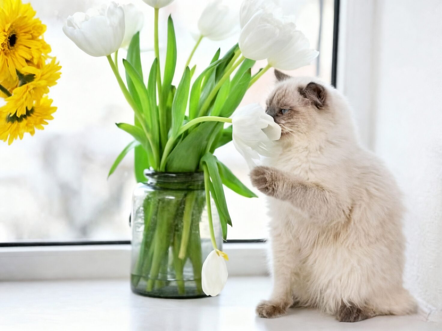cat sniffing peppermint on shelf