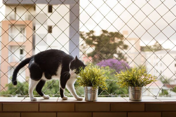 peppermint hanging pots balcony cat barrier