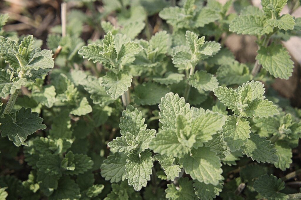 peppermint vs catnip leaves close-up