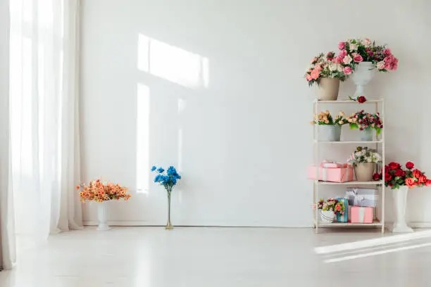 florist's cineraria blue pink bicolor sideboard