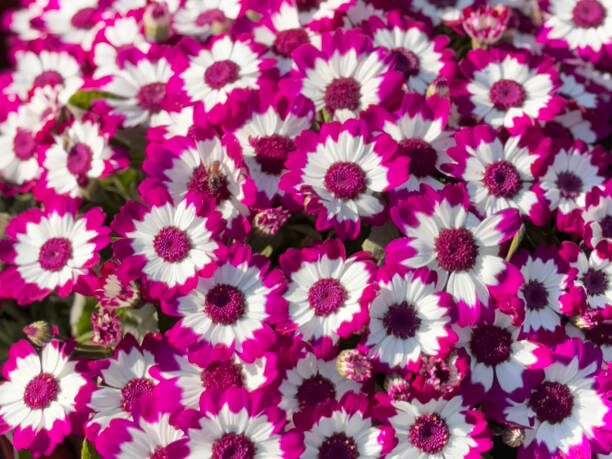 florist's cineraria planter drainage holes close up