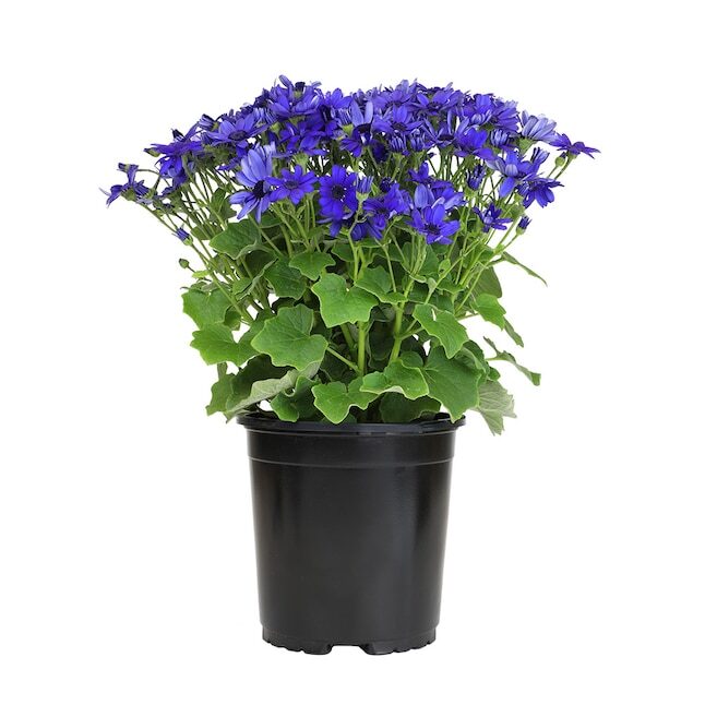 florist's cineraria watering indoor pot