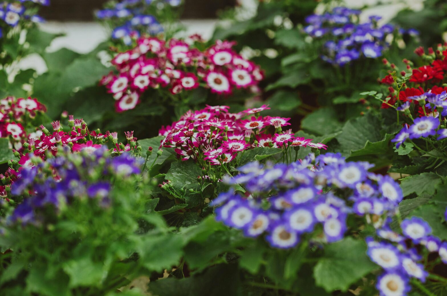 cineraria blue petals close-up