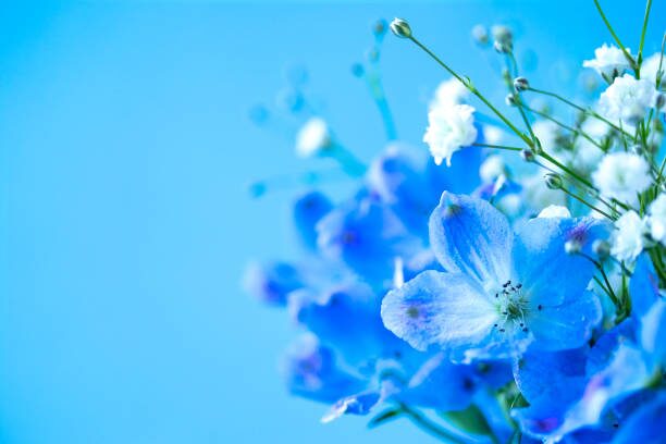 cineraria blue flowers warm gray background
