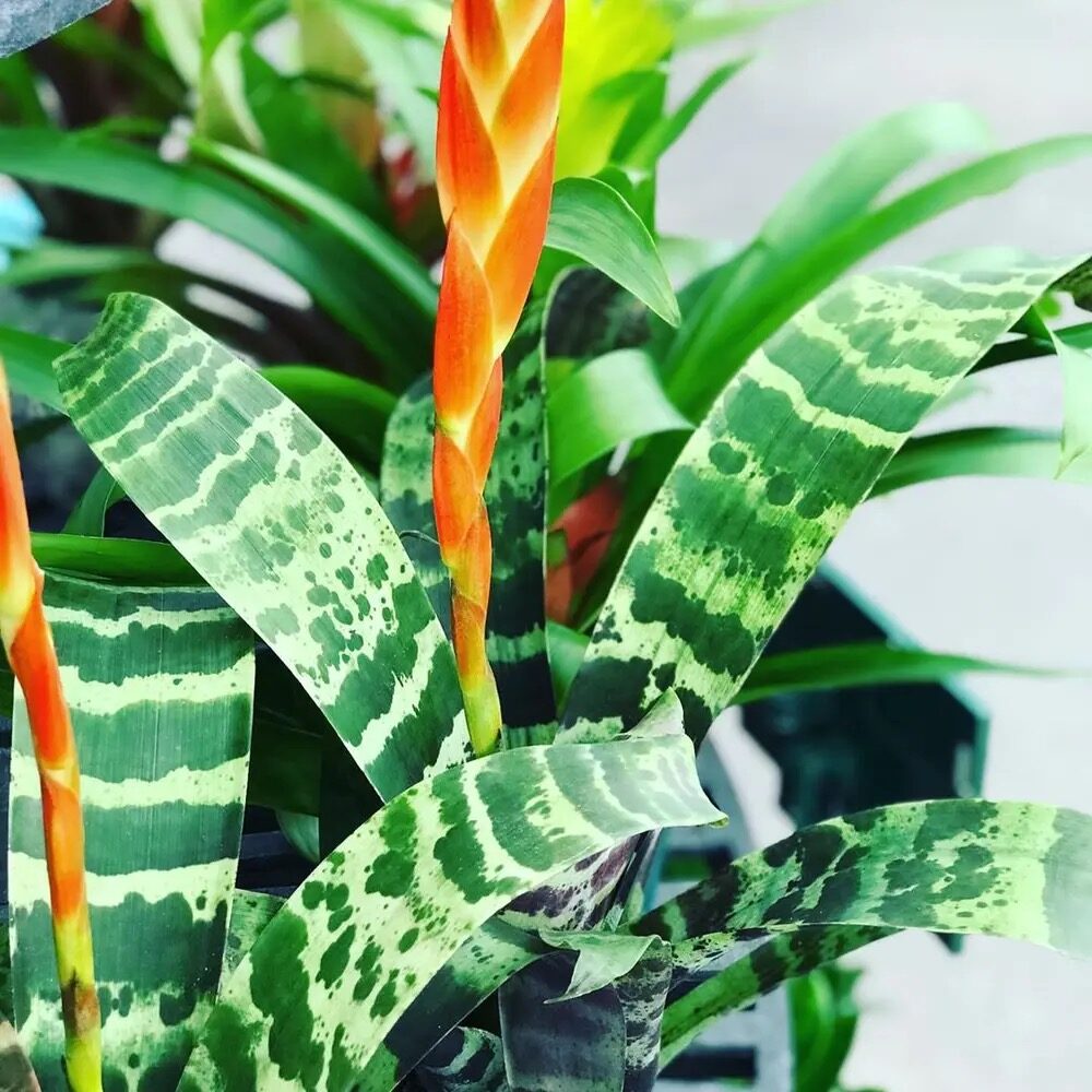 flaming sword bromeliad bract close-up