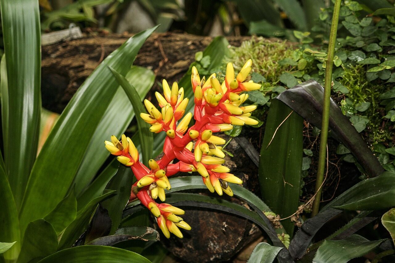 flaming sword bromeliad leaf cup watering