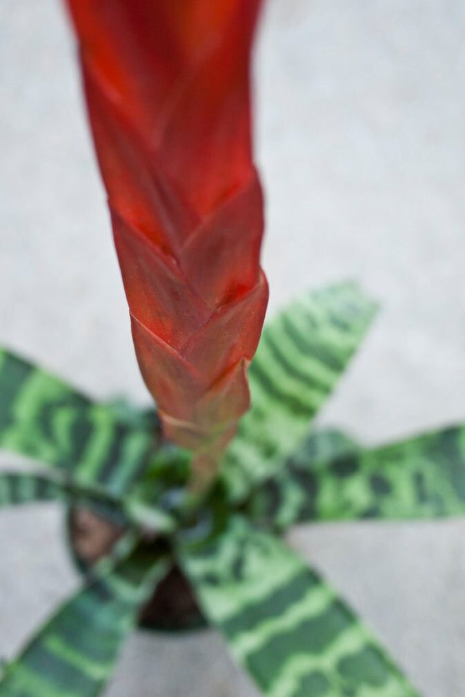 Vriesea splendens inflorescence close-up