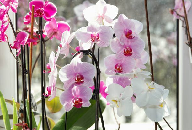 冷凉一点就开挂？迷你蝴蝶兰“促花温差”实战指南