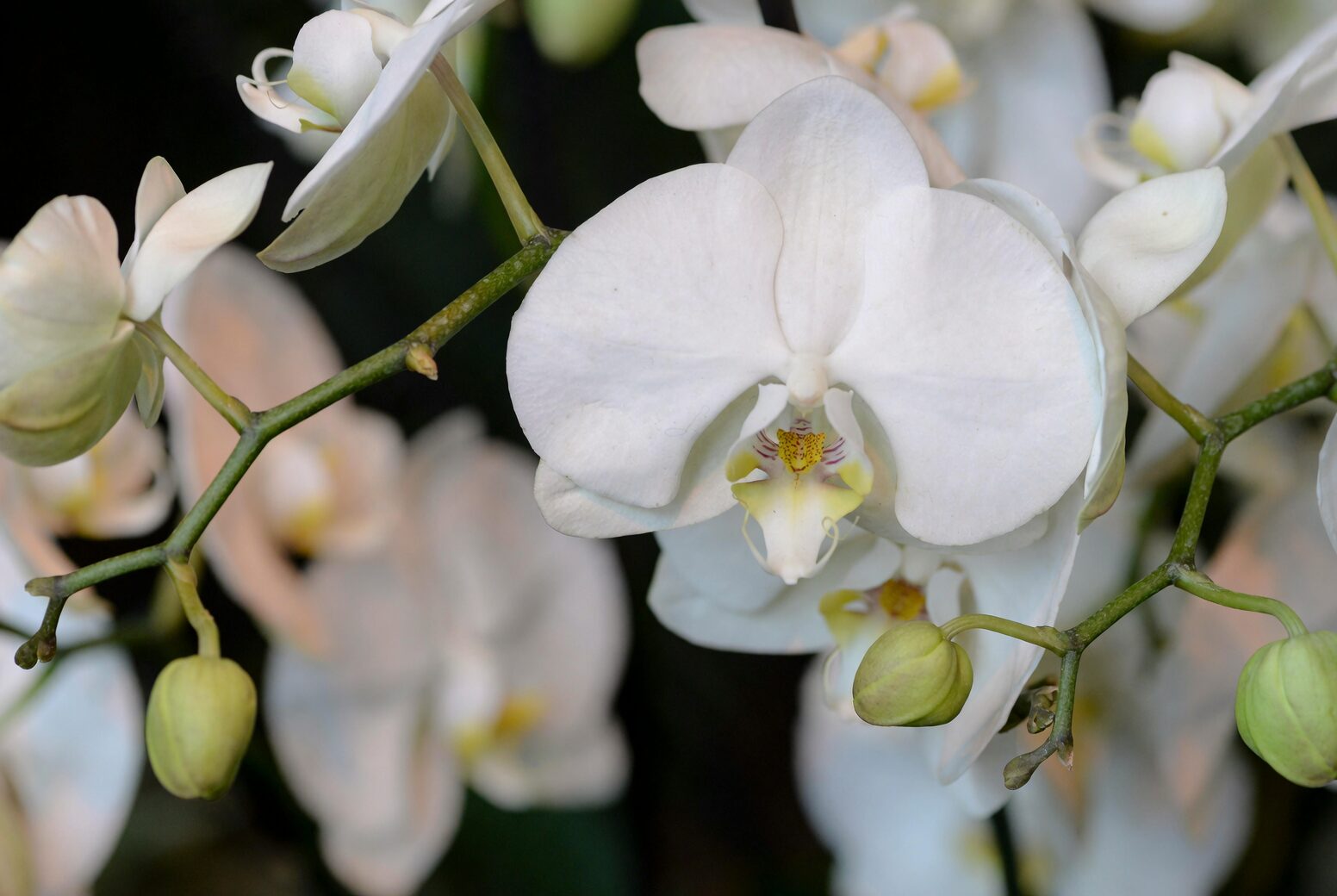 phalaenopsis orchid thermometer 18C