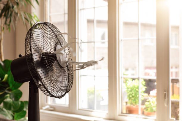 mini phalaenopsis east window fan
