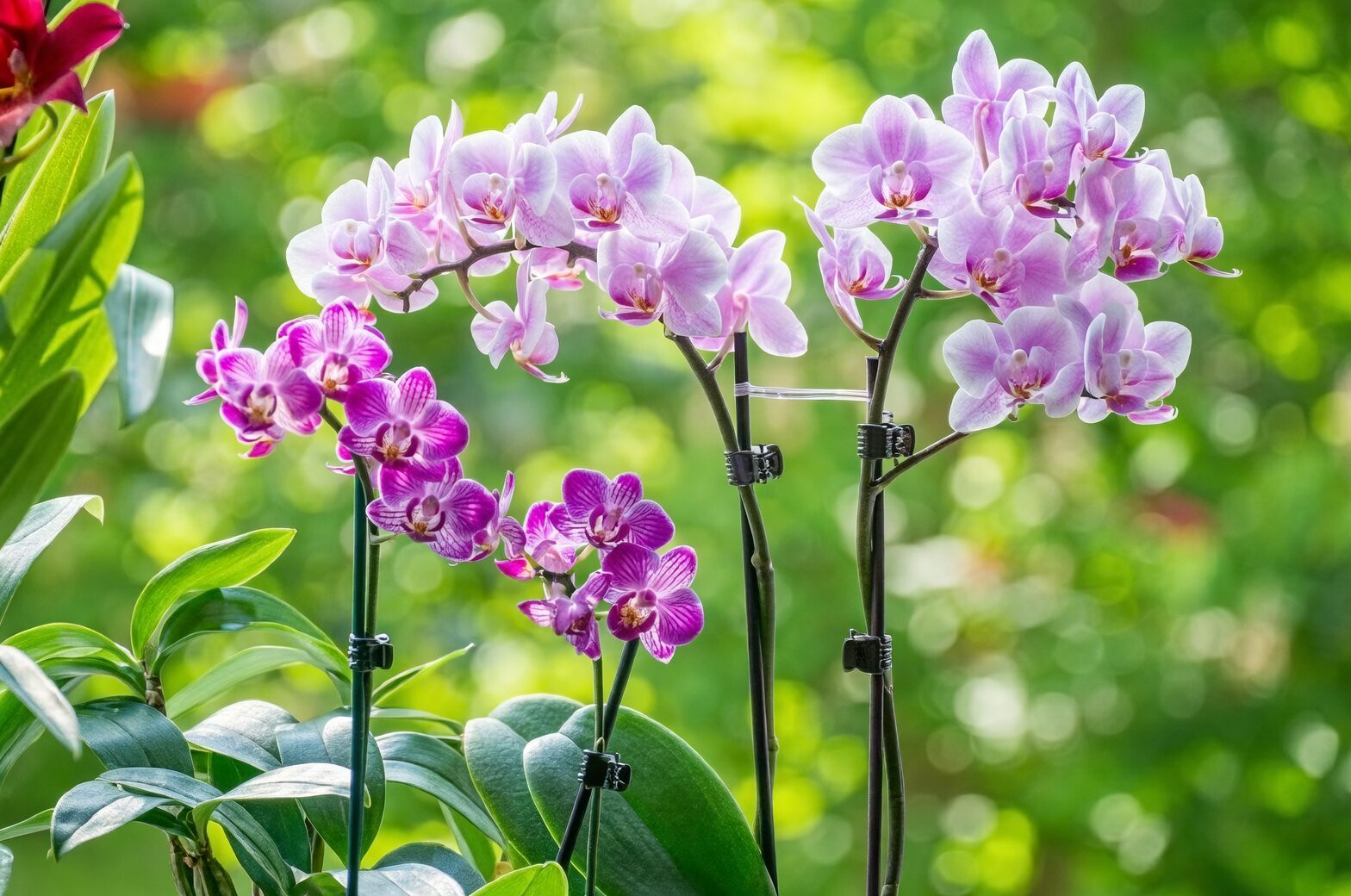 phalaenopsis roots green vs silver
