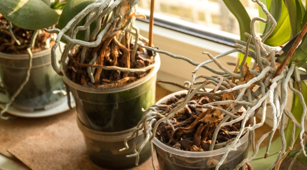 phalaenopsis root rot and wrinkled leaves