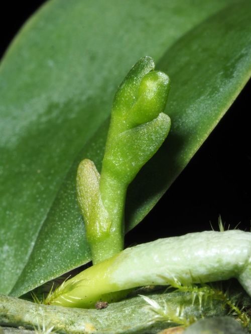 phalaenopsis mealybugs leaf base close-up