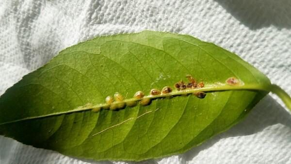 phalaenopsis scale insects leaf vein