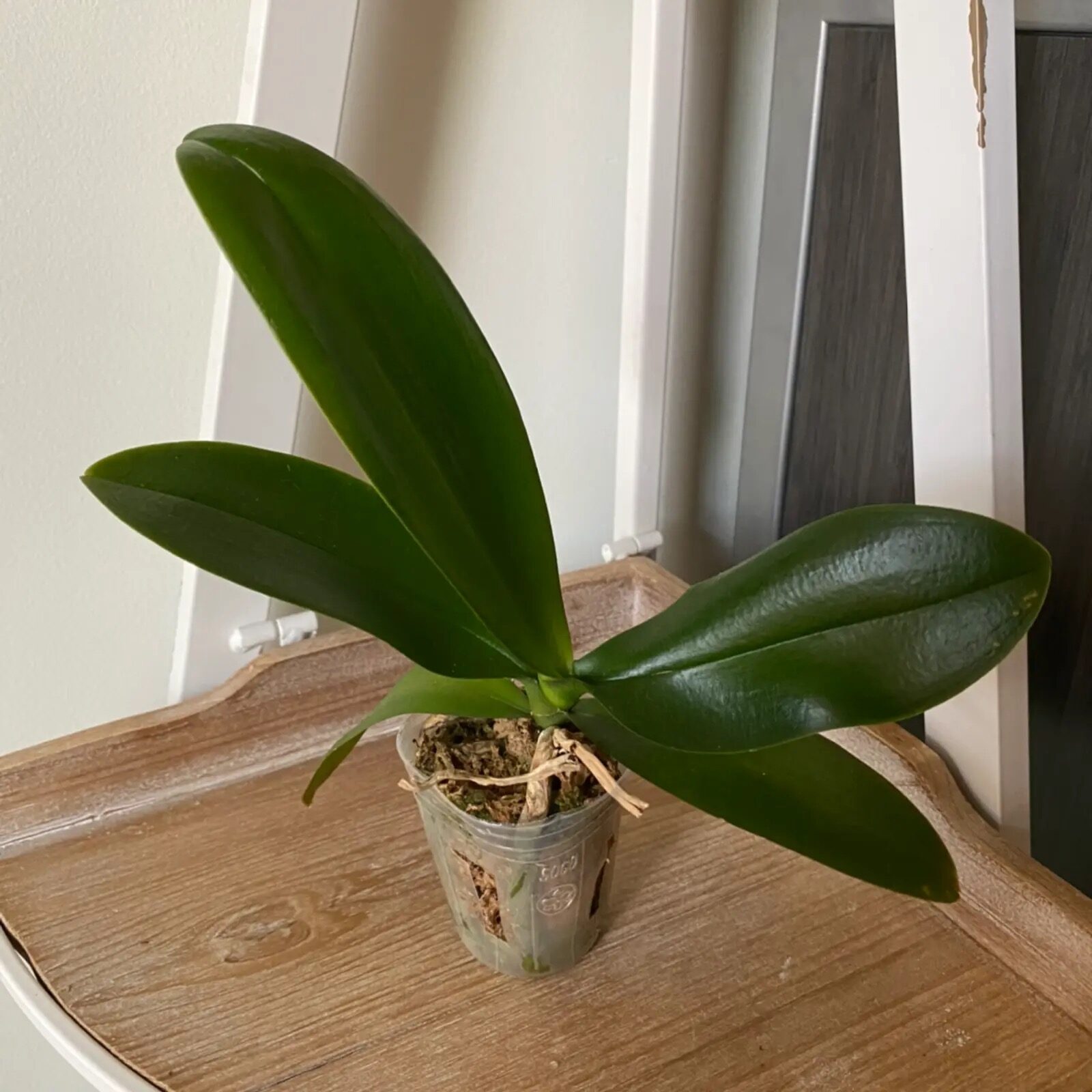 phalaenopsis cotton swab mealybugs removal