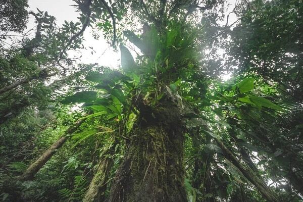 phalaenopsis epiphyte tree trunk rainforest
