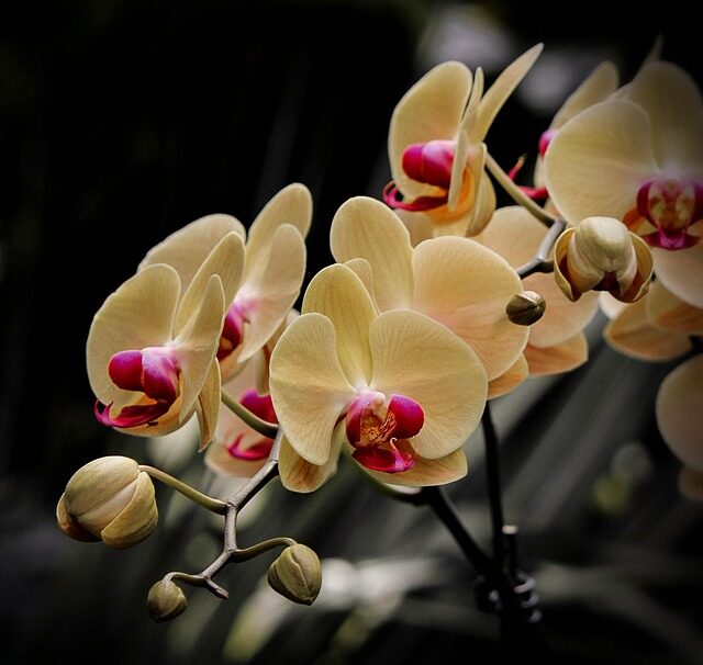 phalaenopsis harlequin spotted flower