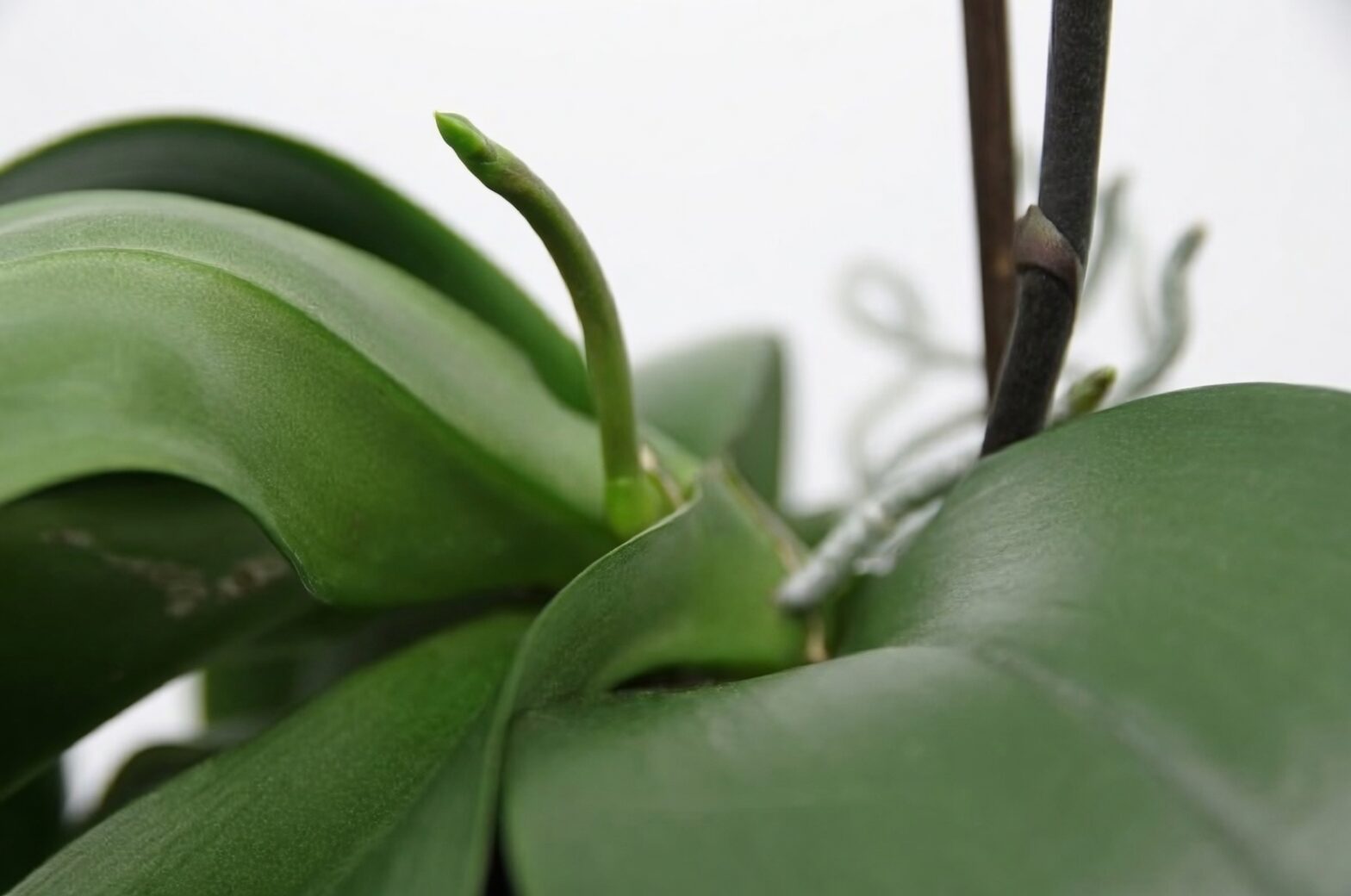 phalaenopsis flower spike node close-up
