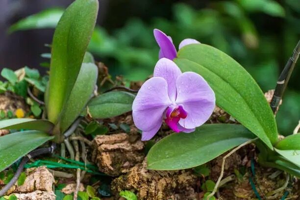 pruning phalaenopsis spike at node