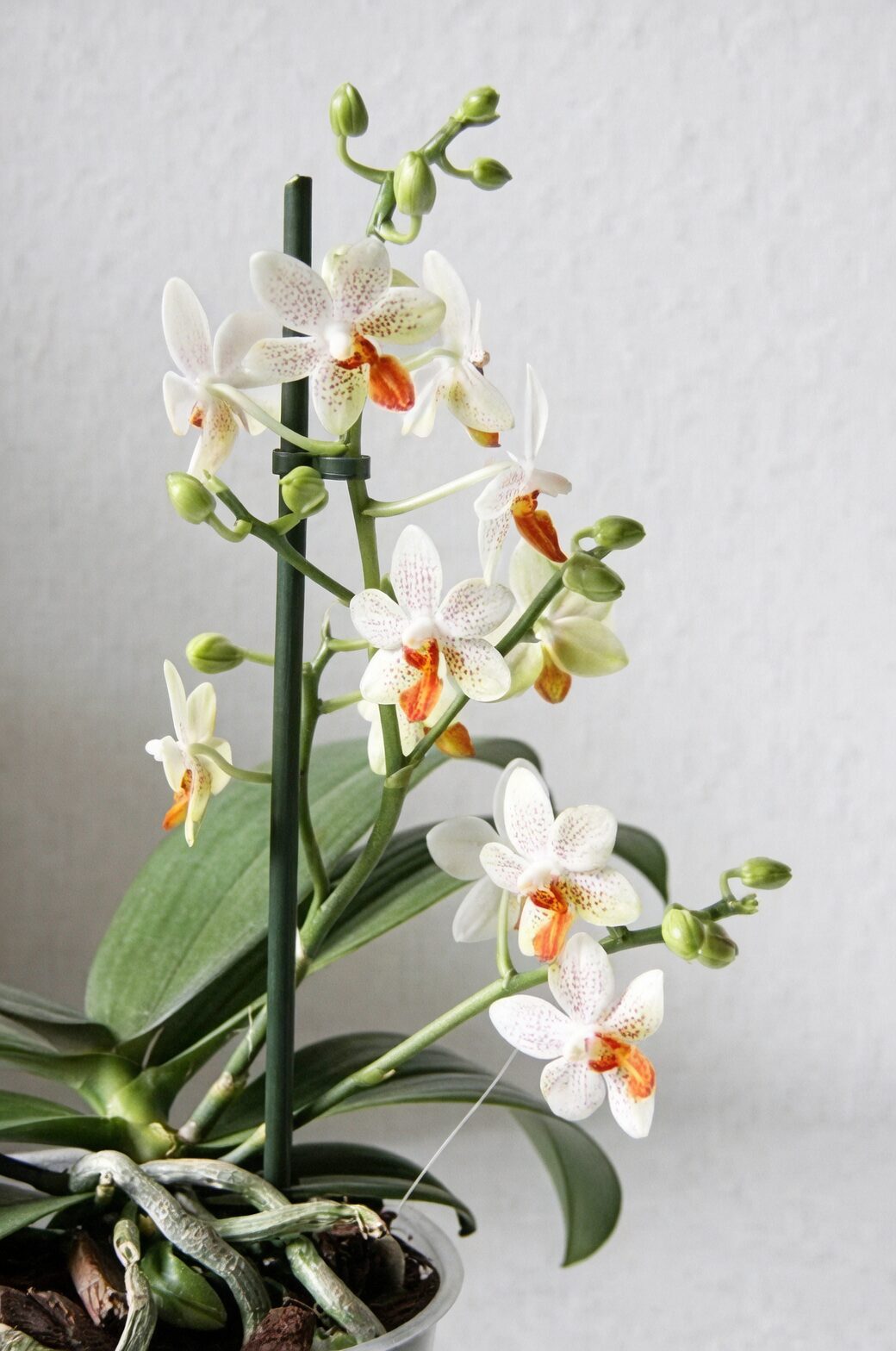 phalaenopsis side spike second bloom
