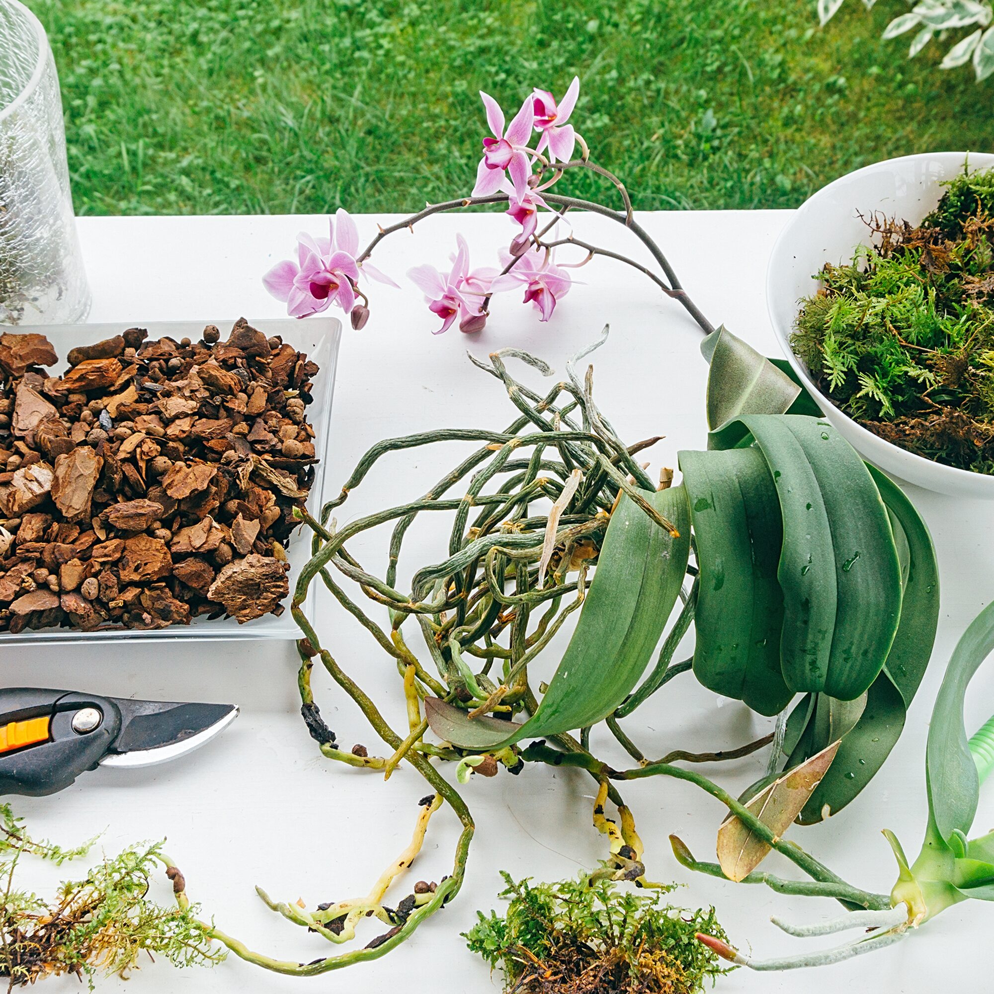 watering phalaenopsis in bark mix