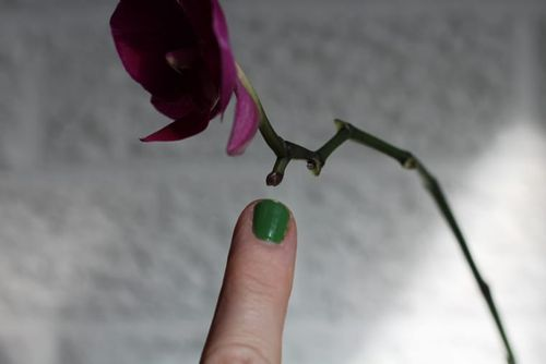 mini phalaenopsis flower spike close-up