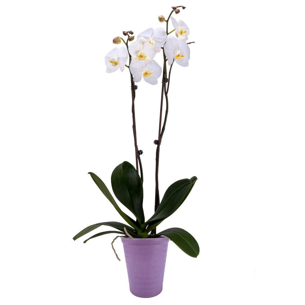 white phalaenopsis opening ceremony gift
