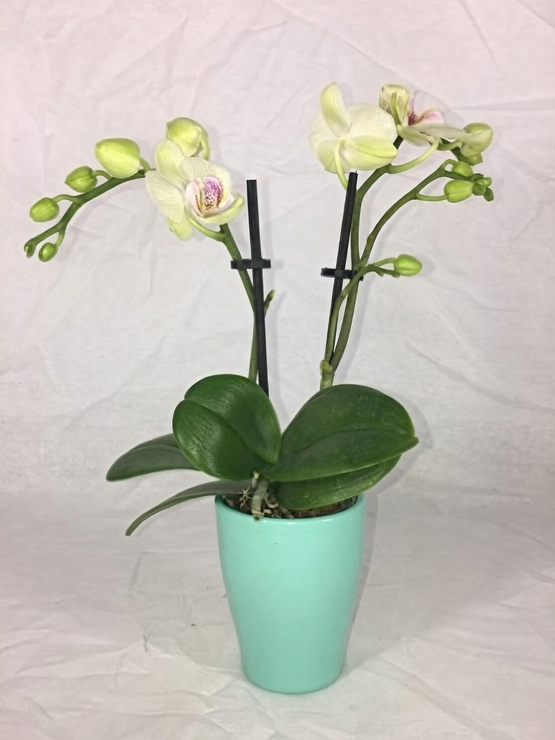 mini phalaenopsis color varieties lineup