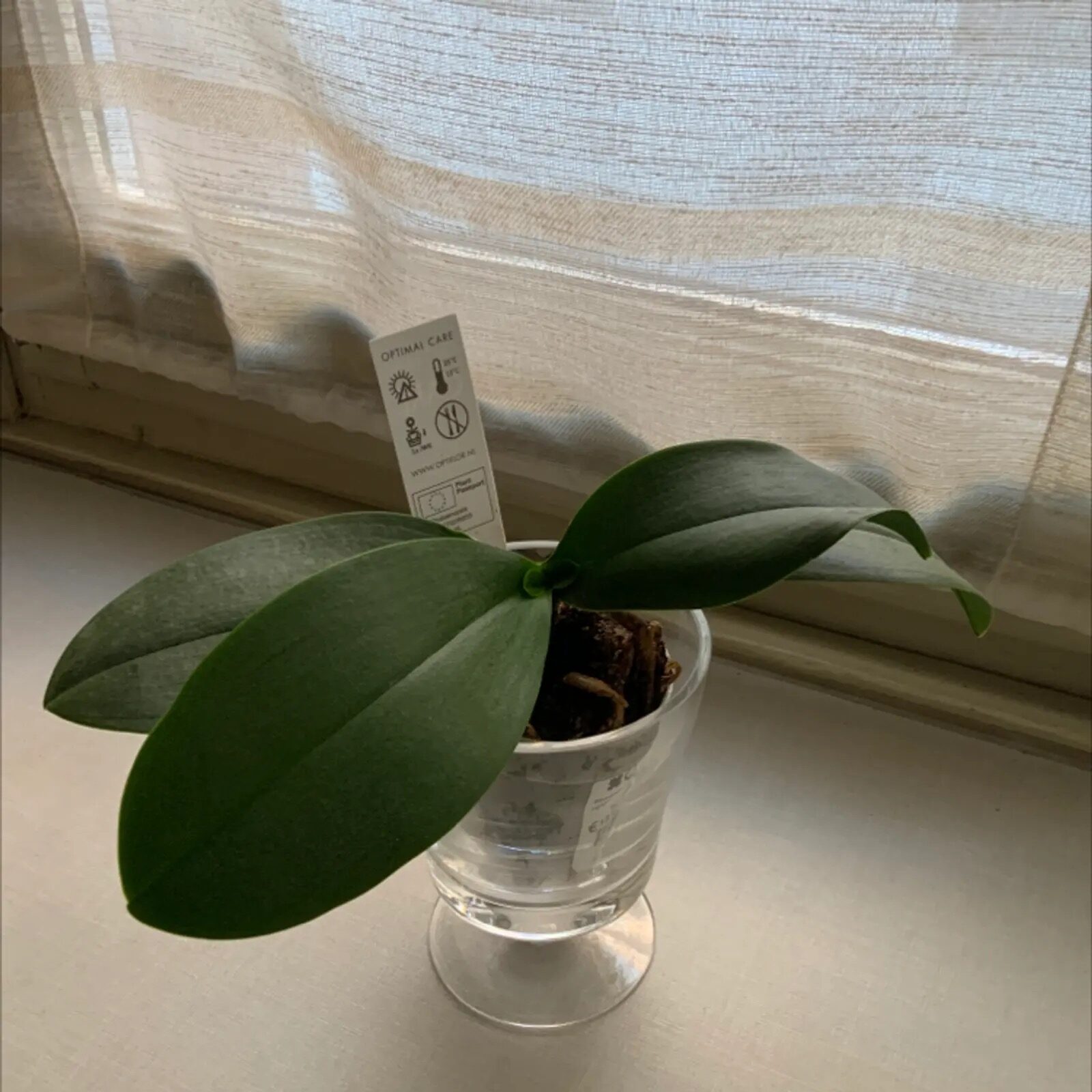 mini phalaenopsis watering hands