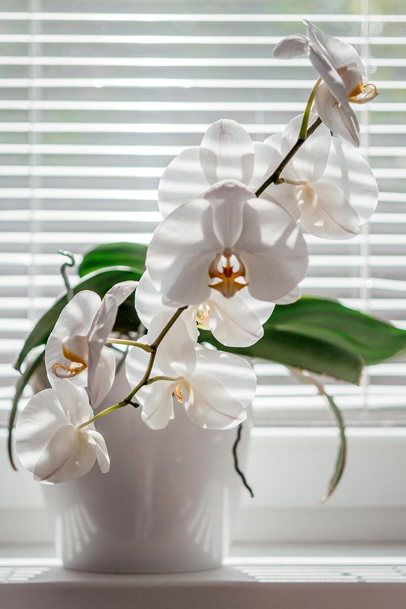 mini phalaenopsis east window sheer curtain