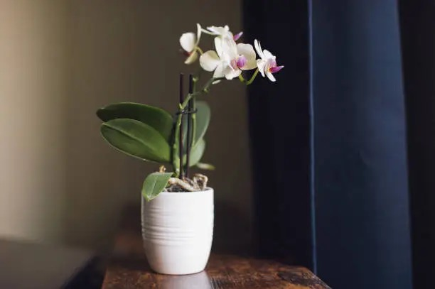 mini phalaenopsis with succulents windowsill