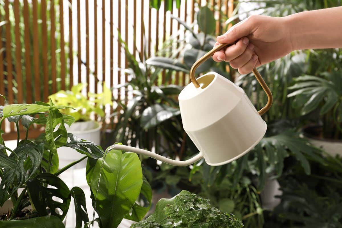 mini phalaenopsis pebble tray humidifier