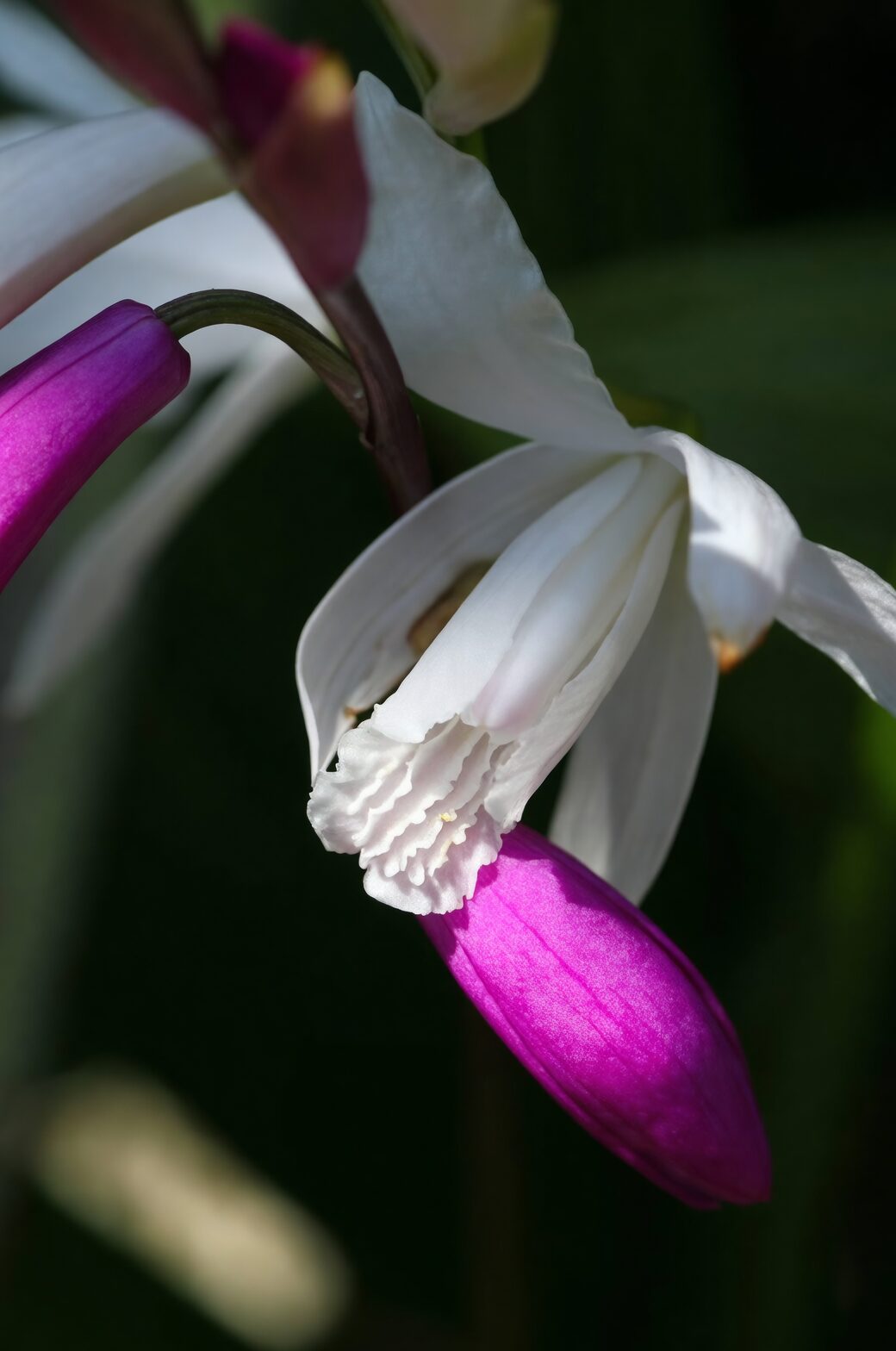 phalaenopsis spike node close-up