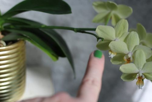 phalaenopsis node hormone application