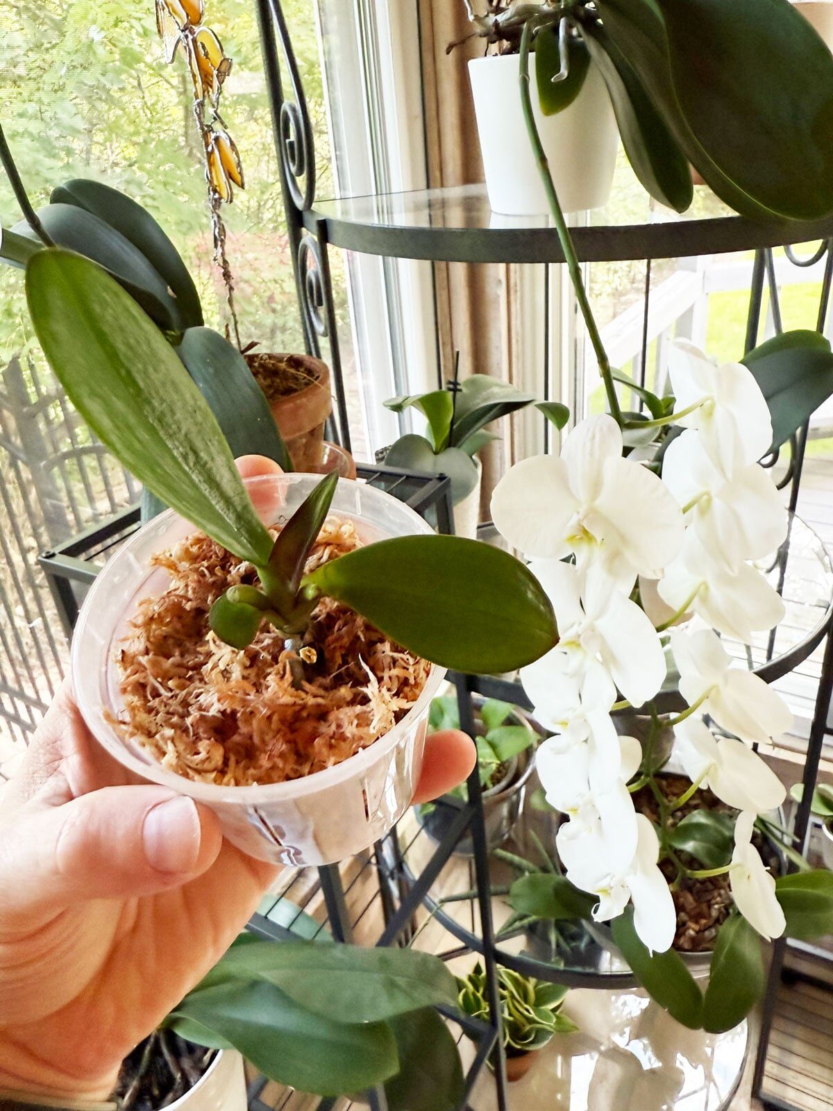phalaenopsis keiki repotting transparent pot