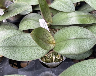 mini phalaenopsis flower spike buds
