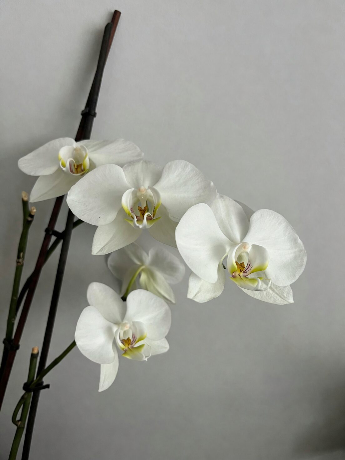 mini phalaenopsis mealybugs leaf