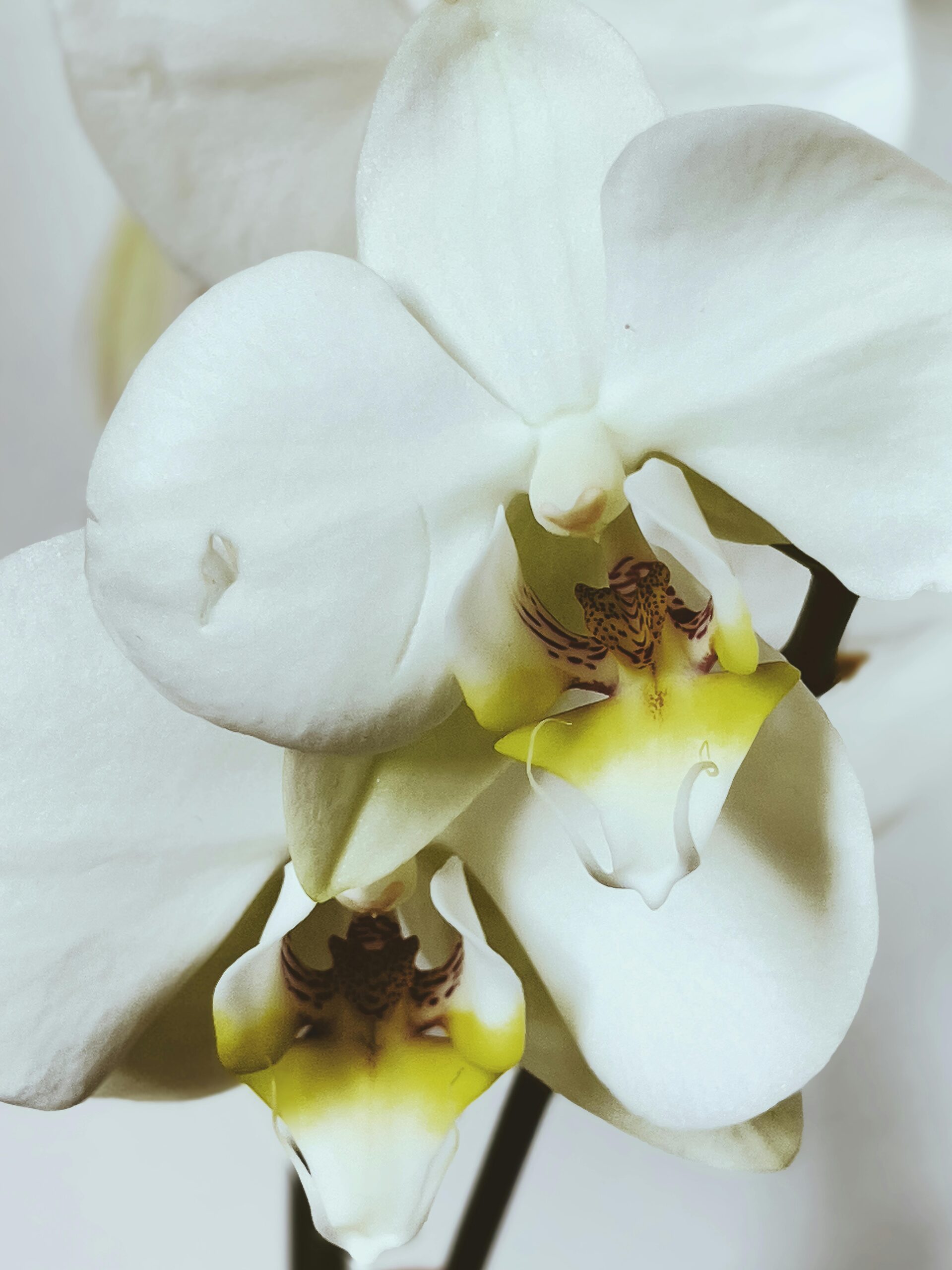 mini phalaenopsis winter window blooms
