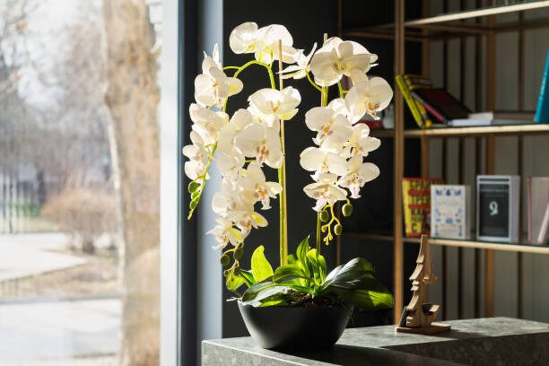 mini phalaenopsis roots clear pot